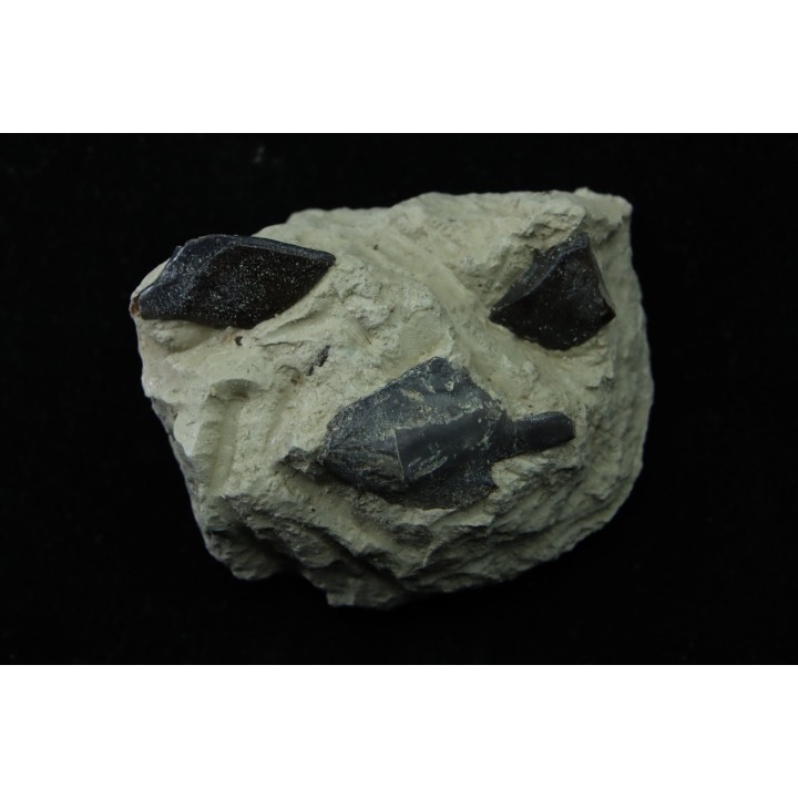 Ecaille de poisson type Lépidotes : Scheenstia mantelli  - Berriasien - Cherves-de-cognac, FRANCE