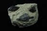 Ecaille de poisson type Lépidotes : Scheenstia mantelli - Berriasien - Cherves-de-cognac, FRANCE