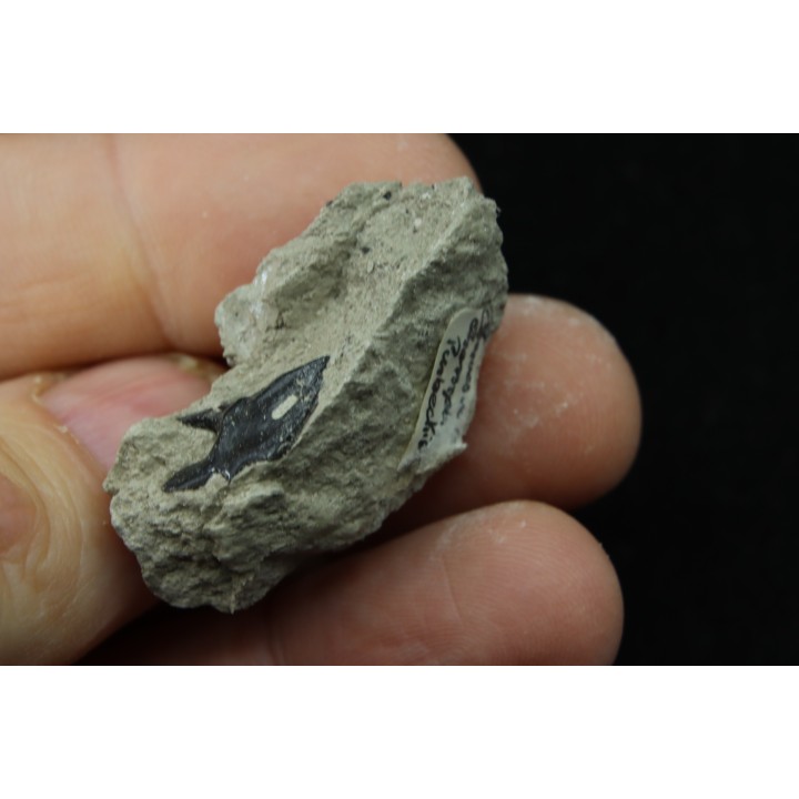 Lepidotes scale: Scheenstia mantelli - Berriasian - Cherves-de-cognac, FRANCE