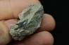 Lepidotes scale: Scheenstia mantelli - Berriasian - Cherves-de-cognac, FRANCE