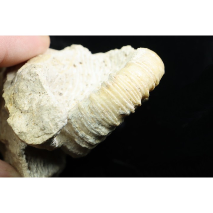 Peltoceras athleta - callovien supérieur - Montreuil-Bellay - FRANCE