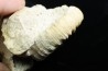 Peltoceras athleta - callovien supérieur - Montreuil-Bellay - FRANCE
