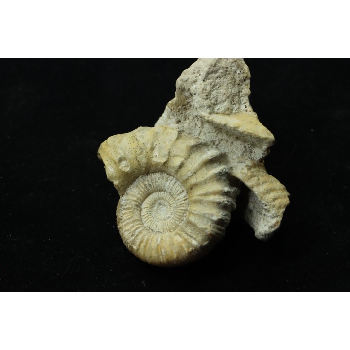 Calliphylloceras gr. demidoffi - upper callovian - Montreuil-Bellay - FRANCE