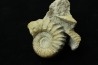 Calliphylloceras gr. demidoffi - upper callovian - Montreuil-Bellay - FRANCE