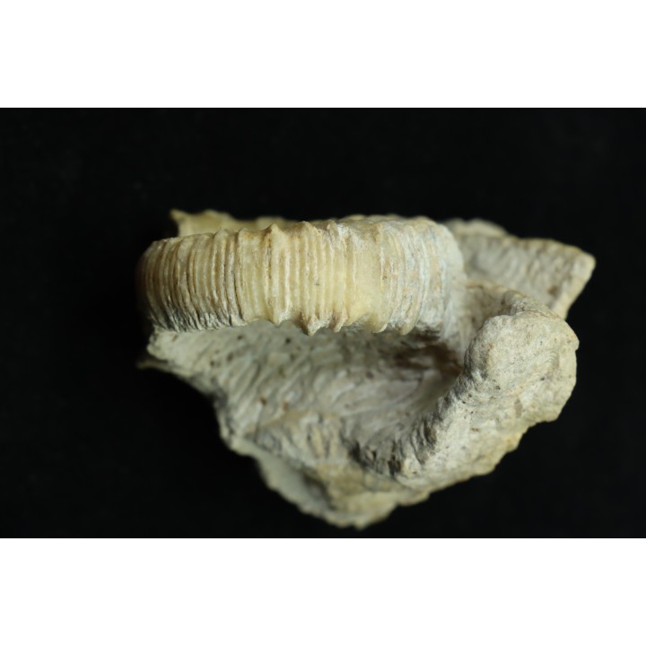 Calliphylloceras gr. demidoffi - upper callovian - Montreuil-Bellay - FRANCE