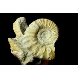 Calliphylloceras gr. demidoffi - upper callovian - Montreuil-Bellay - FRANCE