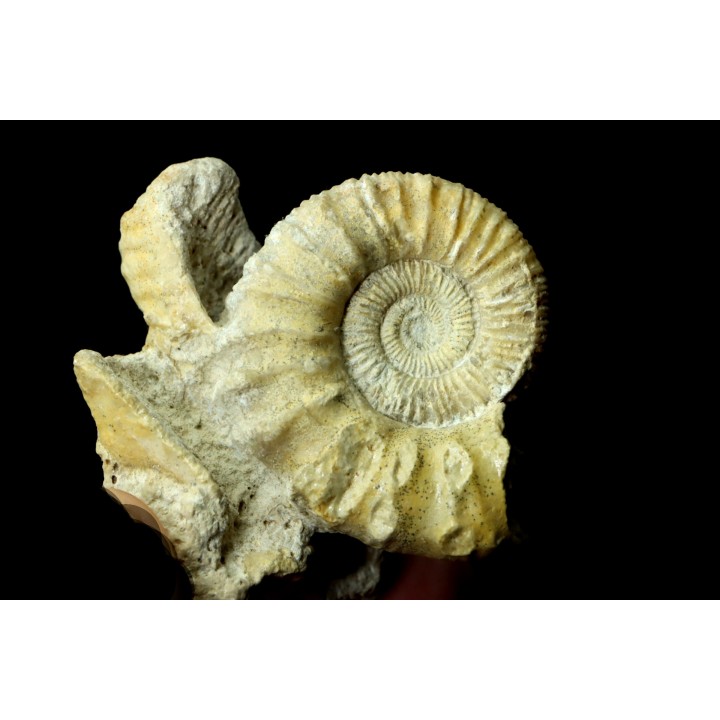 Peltoceras athleta - callovien supérieur - Montreuil-Bellay - FRANCE