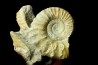 Calliphylloceras gr. demidoffi - upper callovian - Montreuil-Bellay - FRANCE