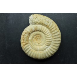 Choffatia isabellae - callovian - Montreuil Bellay - FRANCE