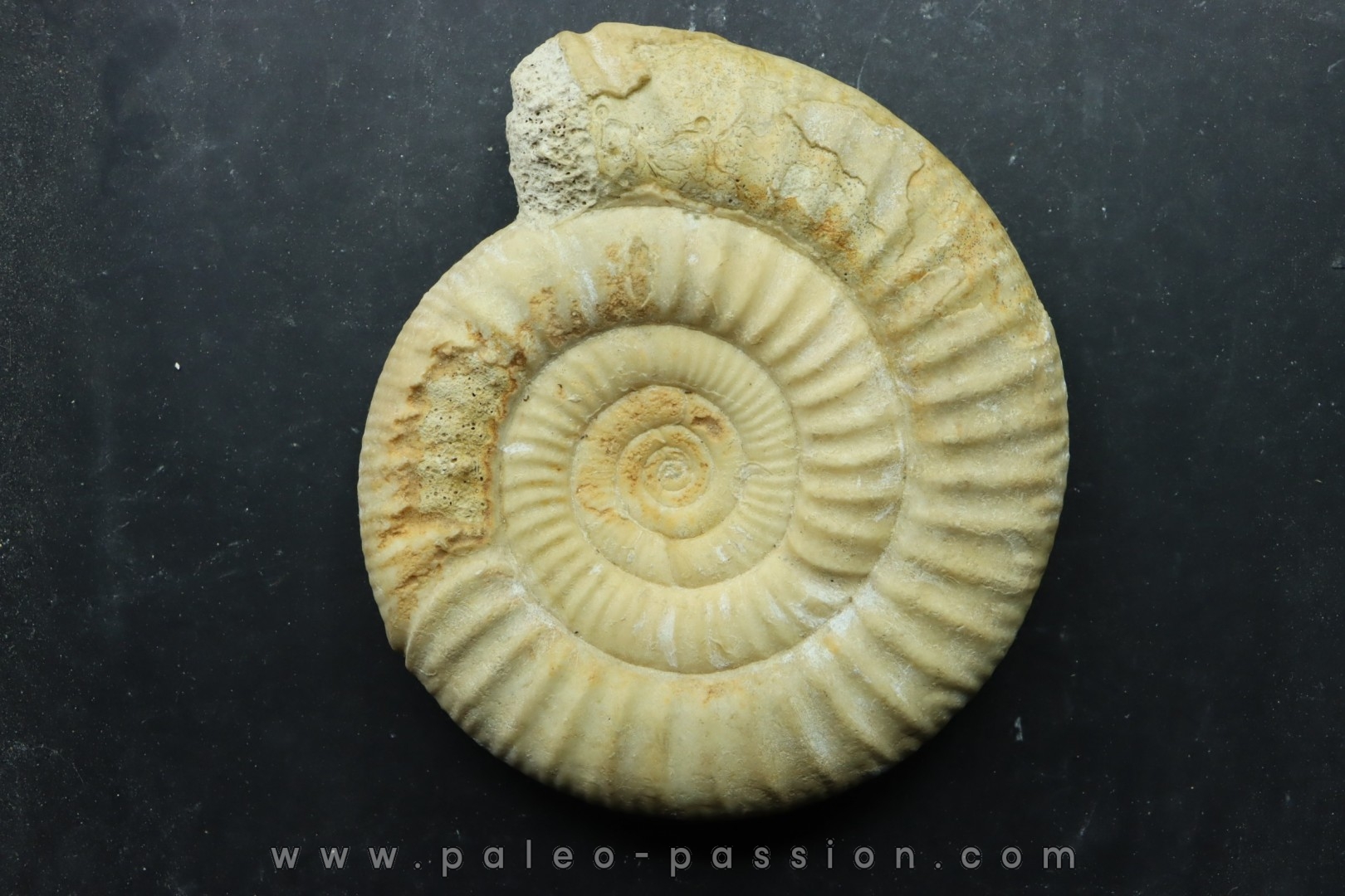 Choffatia isabellae - callovian - Montreuil Bellay - FRANCE