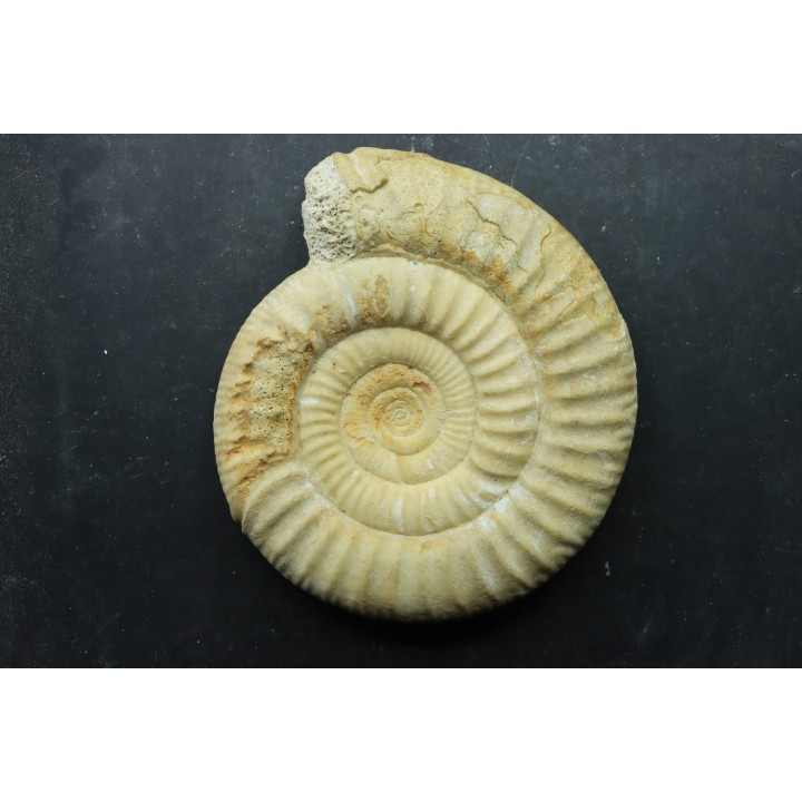 Choffatia isabellae - callovian - Montreuil Bellay - FRANCE