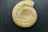 Choffatia isabellae - callovian - Montreuil Bellay - FRANCE