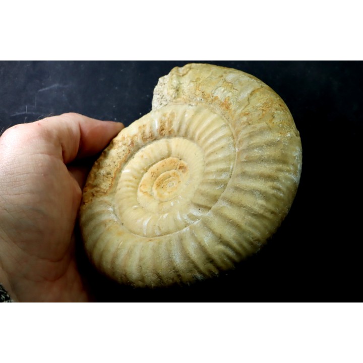 Choffatia isabellae - callovian - Montreuil Bellay - FRANCE