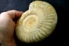 Choffatia isabellae - callovian - Montreuil Bellay - FRANCE