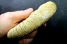 Choffatia isabellae - callovian - Montreuil Bellay - FRANCE