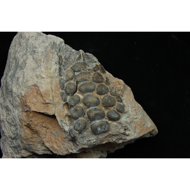 Mandibule of pycnodontes sp. indet. - lower Turonian - Asfla, Goulmima, MOROCCO