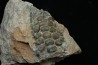 Mandibule of pycnodontes sp. indet. - lower Turonian - Asfla, Goulmima, MOROCCO