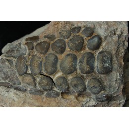 palais de pycnodontes sp. indet. - Turonien inférieur - Asfla, Goulmima, Maroc