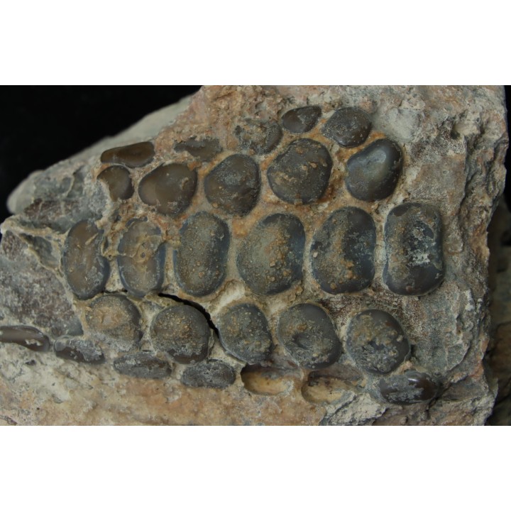Mandibule of pycnodontes sp. indet. - lower Turonian - Asfla, Goulmima, MOROCCO