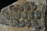 Mandibule of pycnodontes sp. indet. - lower Turonian - Asfla, Goulmima, MOROCCO