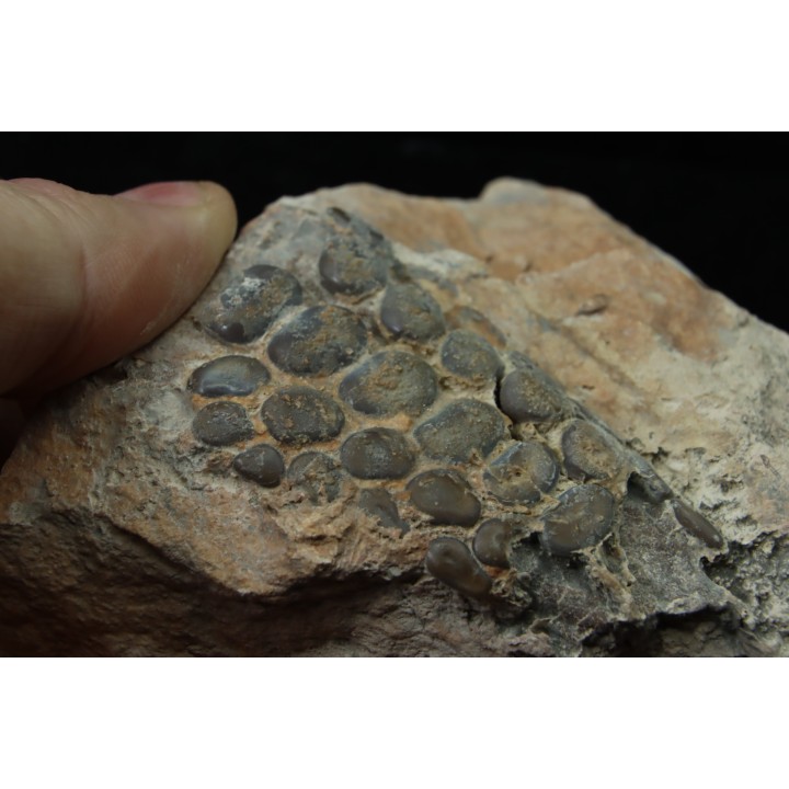Mandibule of pycnodontes sp. indet. - lower Turonian - Asfla, Goulmima, MOROCCO