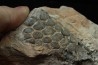 Mandibule of pycnodontes sp. indet. - lower Turonian - Asfla, Goulmima, MOROCCO