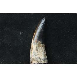 Big size  Metoposaure sp. tooth - Bull Canyon Formation - upper triassic - New Mexico - USA