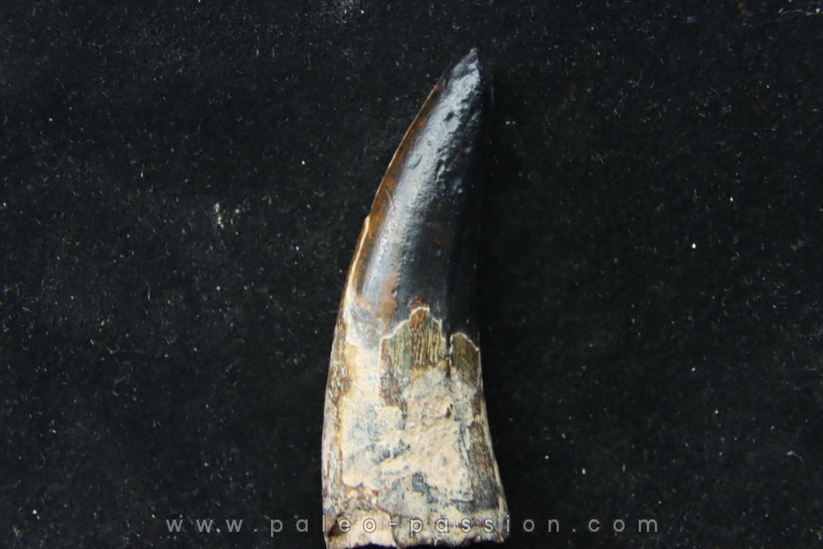 Big size Metoposaure sp. tooth - Bull Canyon Formation - upper triassic - New Mexico - USA