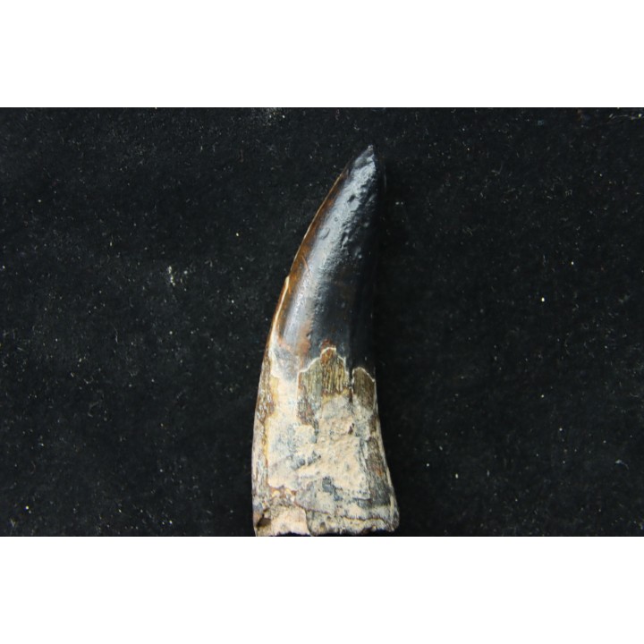 Big size  Metoposaure sp. tooth - Bull Canyon Formation - upper triassic - New Mexico - USA