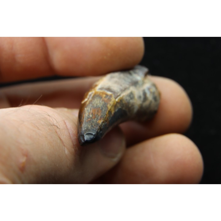 Big size  Metoposaure sp. tooth - Bull Canyon Formation - upper triassic - New Mexico - USA