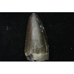 Rutiodon sp. - Chinle Formation - trias supérieur - Apache co. Arizona - USA