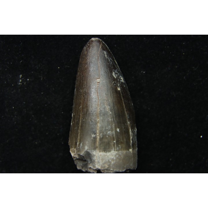 Rutiodon sp. - Chinle Formation - upper triassic - Apache co. Arizona - USA