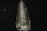 Rutiodon sp. - Chinle Formation - upper triassic - Apache co. Arizona - USA