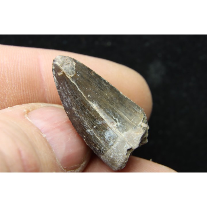 Rutiodon sp. - Chinle Formation - trias supérieur - Apache co. Arizona - USA