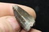Rutiodon sp. - Chinle Formation - upper triassic - Apache co. Arizona - USA