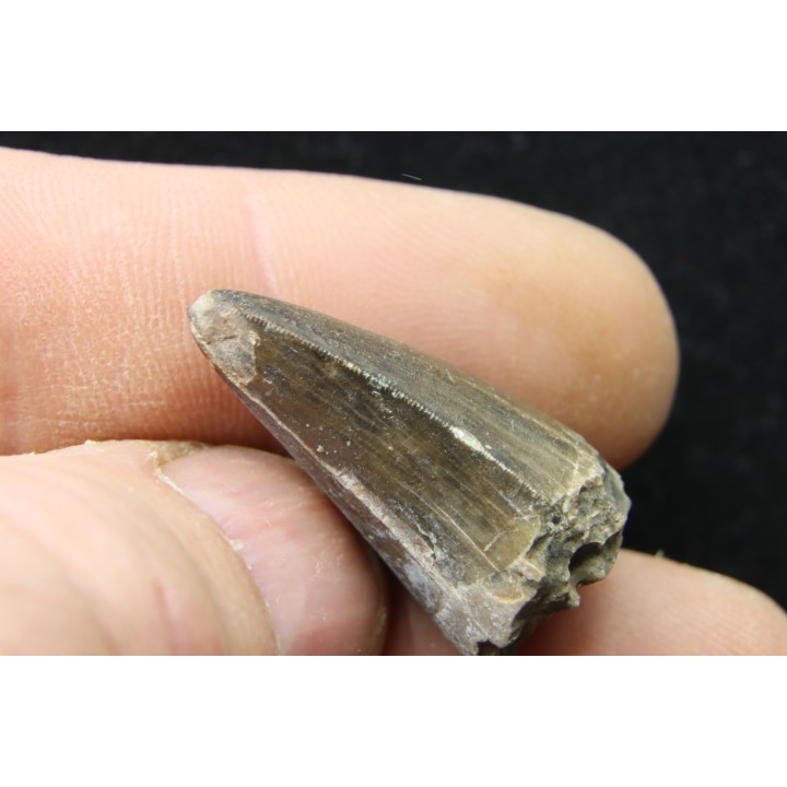 Rutiodon sp. - Chinle Formation - upper triassic - Apache co. Arizona - USA