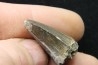 Rutiodon sp. - Chinle Formation - trias supérieur - Apache co. Arizona - USA