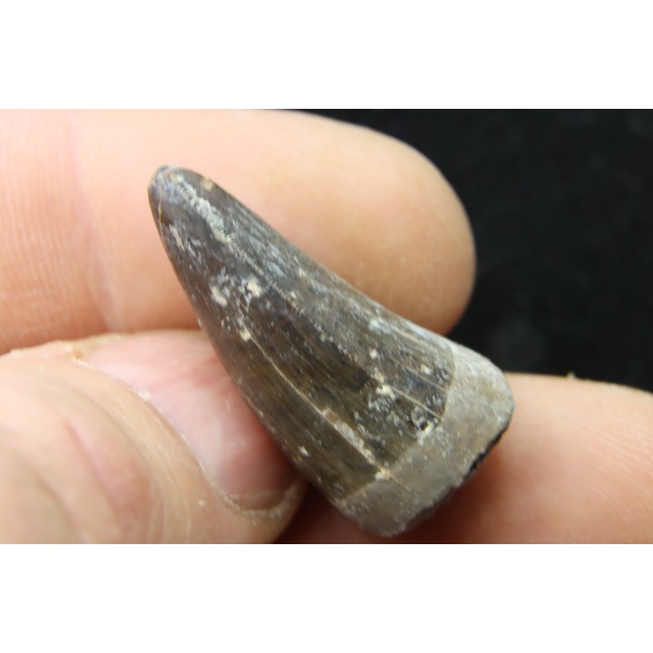 Rutiodon sp. - Chinle Formation - upper triassic - Apache co. Arizona - USA