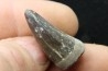 Rutiodon sp. - Chinle Formation - trias supérieur - Apache co. Arizona - USA