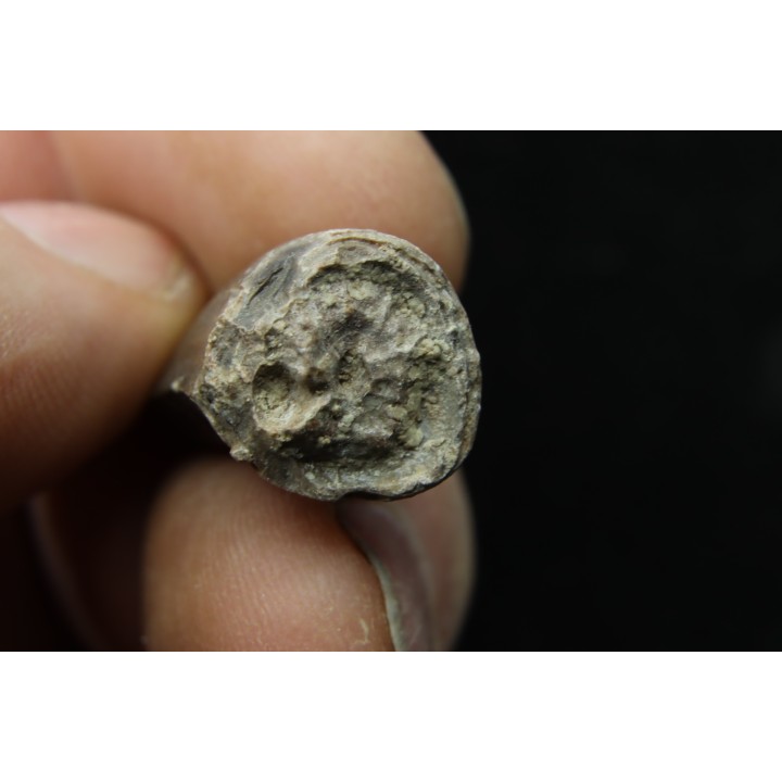 Rutiodon sp. - Chinle Formation - upper triassic - Apache co. Arizona - USA