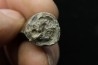 Rutiodon sp. - Chinle Formation - upper triassic - Apache co. Arizona - USA