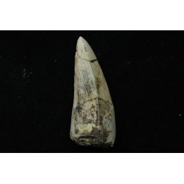 Rutiodon ruetimeyeri - Rhétian - Saint Nicolas de Port (54) - FRANCE