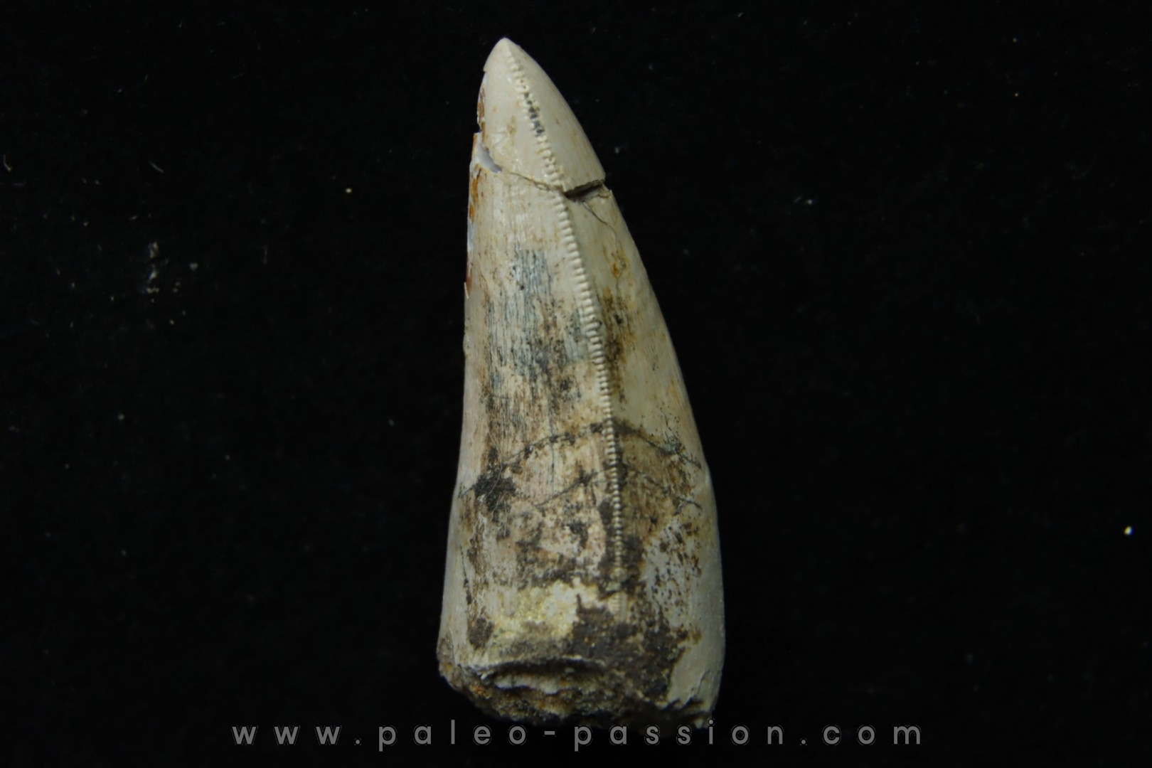 Rutiodon ruetimeyeri - Rhétien - Saint Nicolas de Port (54) - FRANCE