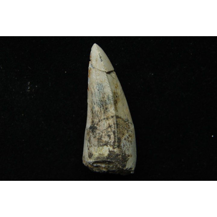 Rutiodon ruetimeyeri - Rhétian - Saint Nicolas de Port (54) - FRANCE
