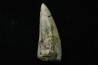 Rutiodon ruetimeyeri - Rhétien - Saint Nicolas de Port (54) - FRANCE