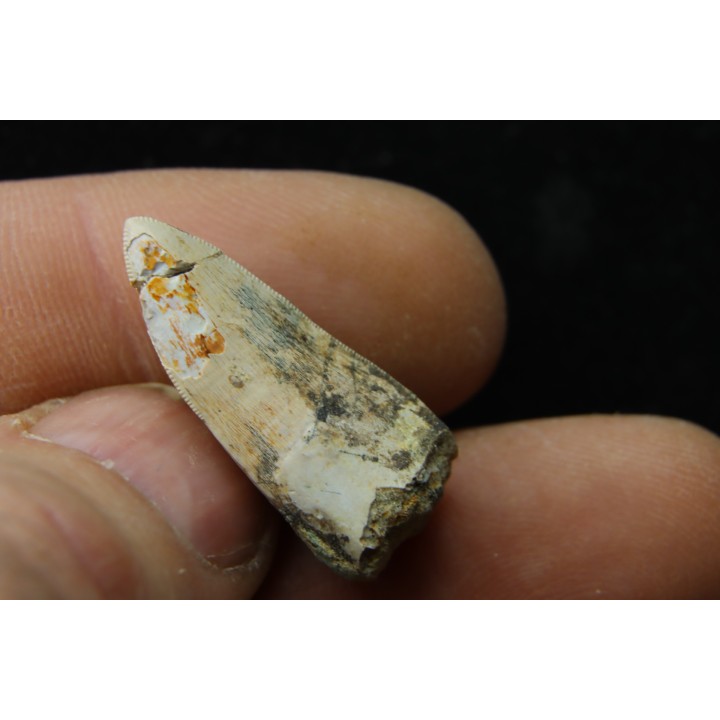 Rutiodon ruetimeyeri - Rhétian - Saint Nicolas de Port (54) - FRANCE