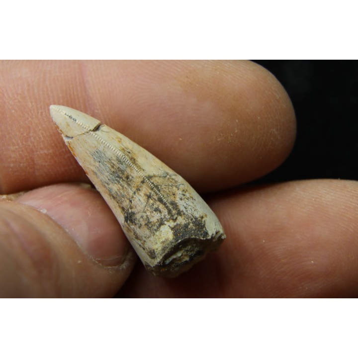 Rutiodon ruetimeyeri - Rhétien - Saint Nicolas de Port (54) - FRANCE