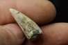 Rutiodon ruetimeyeri - Rhétian - Saint Nicolas de Port (54) - FRANCE