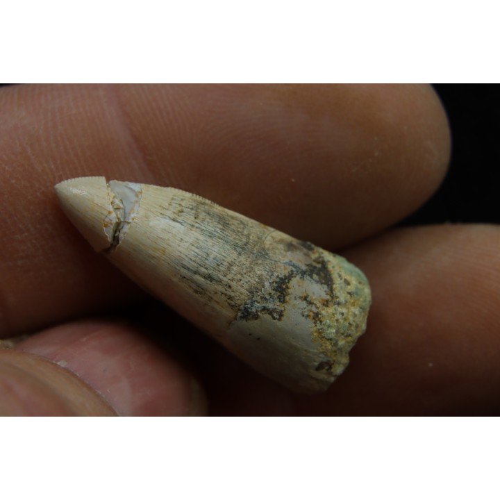 Rutiodon ruetimeyeri - Rhétian - Saint Nicolas de Port (54) - FRANCE