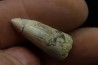 Rutiodon ruetimeyeri - Rhétian - Saint Nicolas de Port (54) - FRANCE